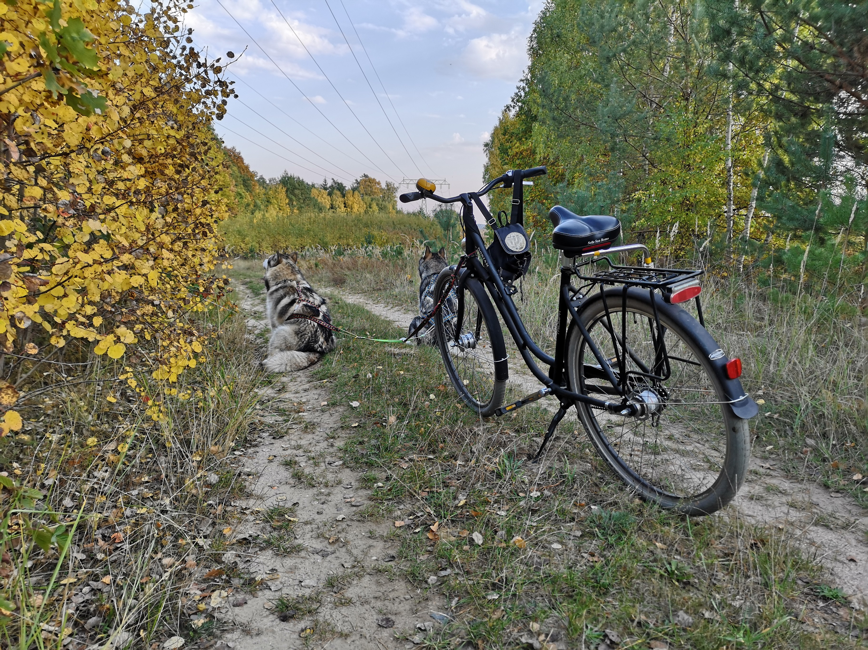 Bikejöring Fahrrad mit Hund