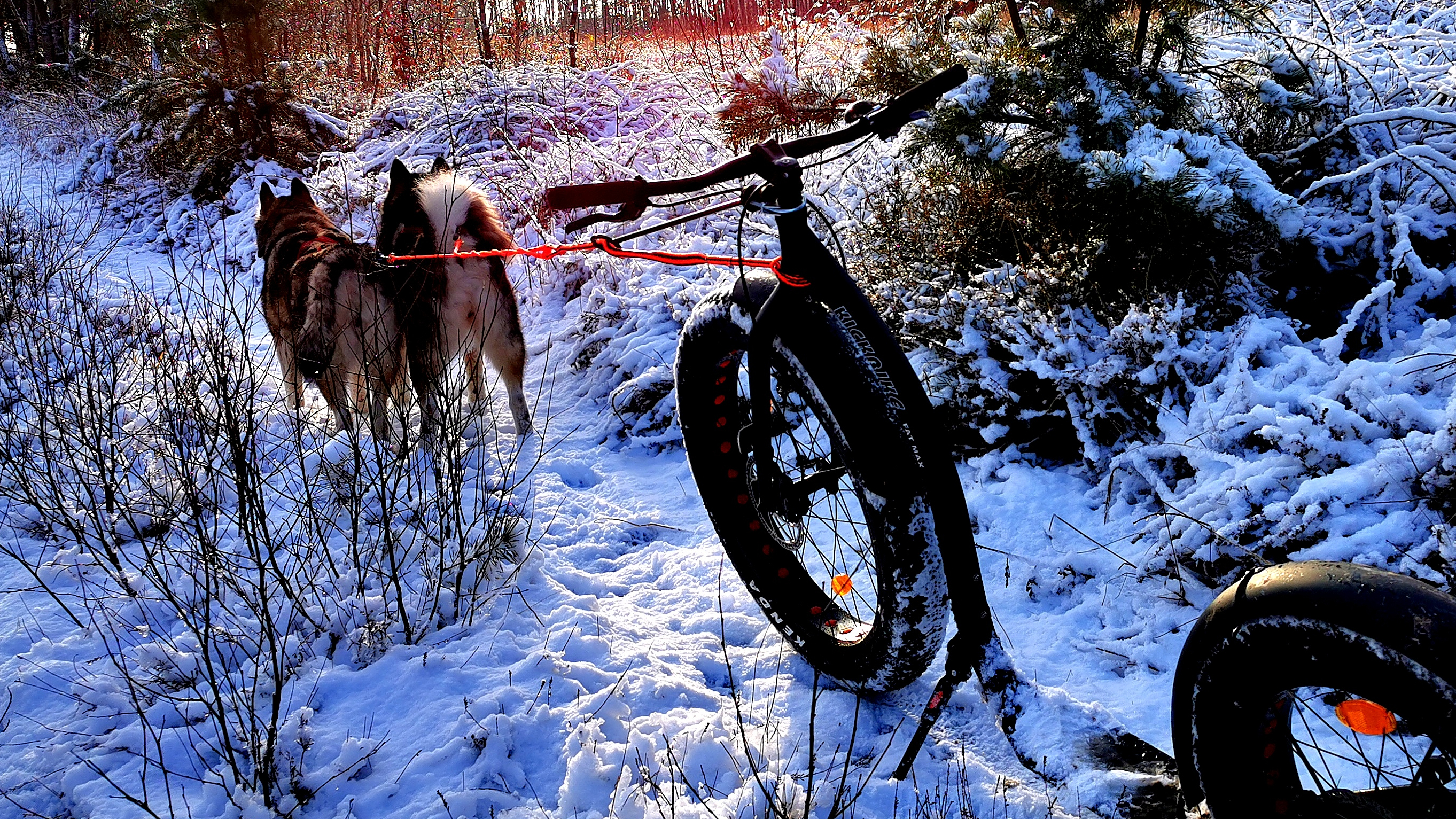 Dogscooter Zughundesport