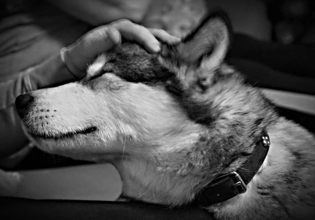 Zorya Alaskan Malamute